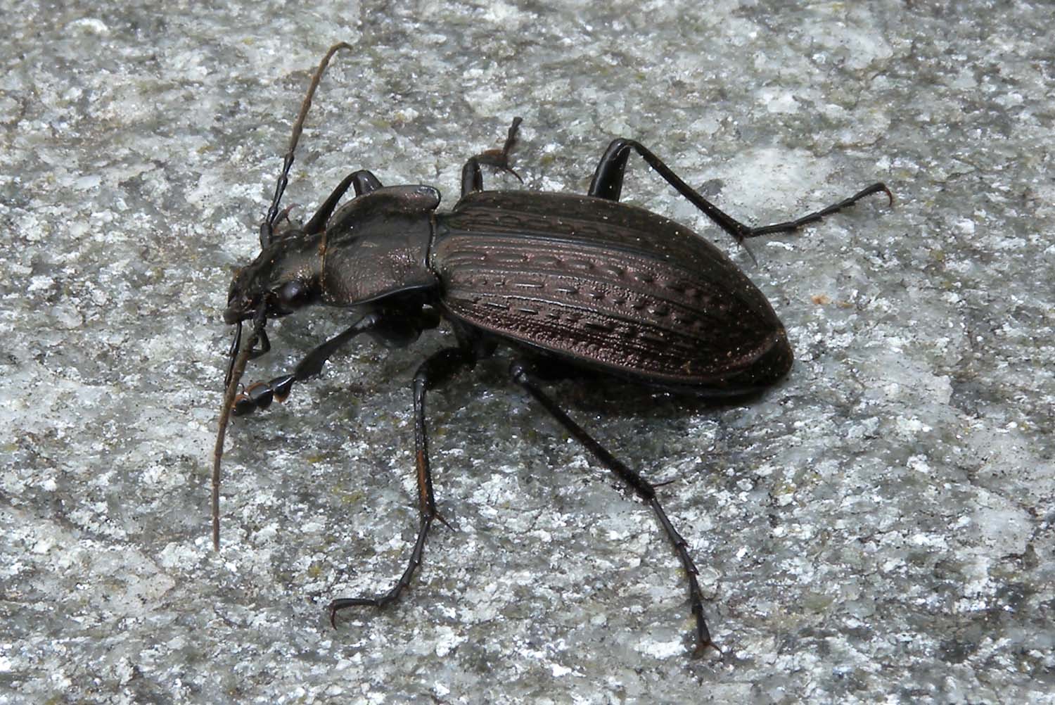 Carabus granulatus